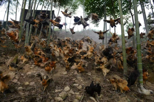 “鸡皇后”三十年让乌鸡成了金凤凰 圆了上万贫困人口脱贫梦(图3) “鸡皇后”三十年让乌鸡成了金凤凰 圆了上万贫困人口脱贫梦(图3)