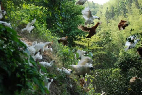 “鸡皇后”三十年让乌鸡成了金凤凰 圆了上万贫困人口脱贫梦(图5) “鸡皇后”三十年让乌鸡成了金凤凰 圆了上万贫困人口脱贫梦(图5)