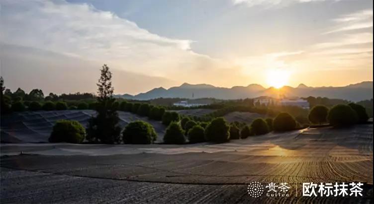 你喝的抹茶,可能只是“替身”(图2) 你喝的抹茶,可能只是“替身”(图2)