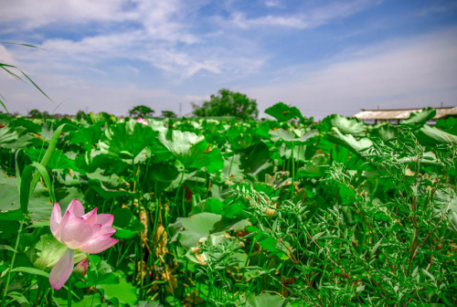 徐舍打造江南水乡特色丰收季，为中国农民丰收节增色(图3)