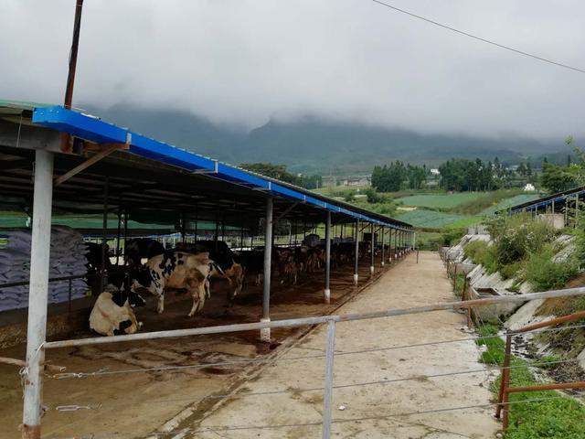 乳业技术博览会石家庄揭幕，新希望荣获“奶业振兴”殊荣(图6)