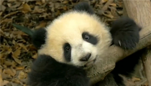 成都大熊猫园润遭男子泼水:网友呼吁列入“黑名单”(图2) 成都大熊猫园润遭男子泼水:网友呼吁列入“黑名单”(图2)