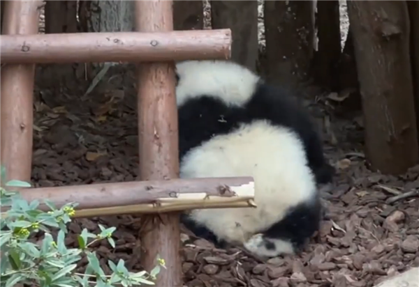 成都大熊猫园润遭男子泼水:网友呼吁列入“黑名单”(图1) 成都大熊猫园润遭男子泼水:网友呼吁列入“黑名单”(图1)