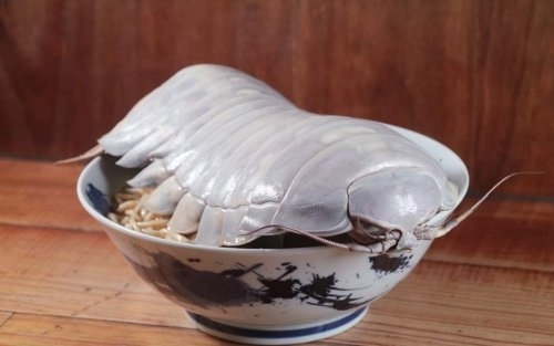 台湾大王具足虫拉面341元一碗 学者:海蟑螂远亲 可能会中毒(图1) 台湾大王具足虫拉面341元一碗 学者:海蟑螂远亲 可能会中毒(图1)