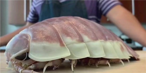 台湾大王具足虫拉面341元一碗 学者:海蟑螂远亲 可能会中毒(图4) 台湾大王具足虫拉面341元一碗 学者:海蟑螂远亲 可能会中毒(图4)