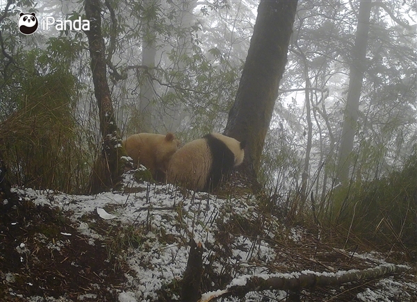 全球唯一白色大熊猫影像首公开：已经成年了(图5)