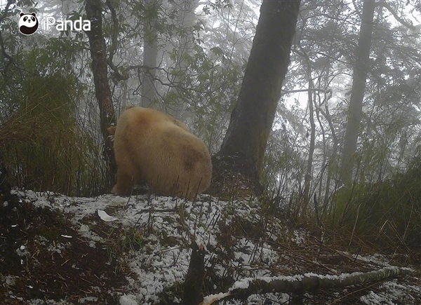 全球唯一白色大熊猫影像首公开：已经成年了(图6)