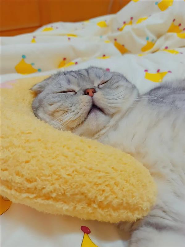 一本书收入40万  番茄小说女作者的网文逆袭路(图5)