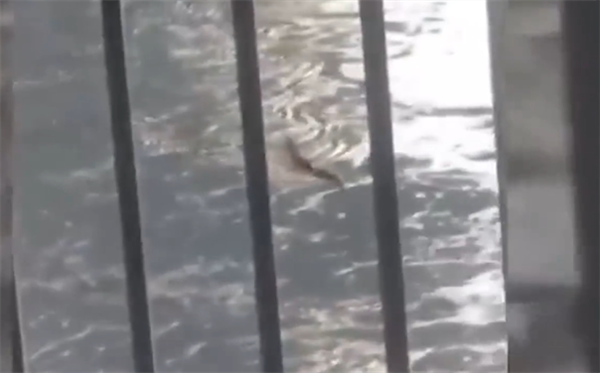 现场视频曝光 男子称拍到5米长不明生物:快到岸边时直接消失(图2) 现场视频曝光 男子称拍到5米长不明生物:快到岸边时直接消失(图2)
