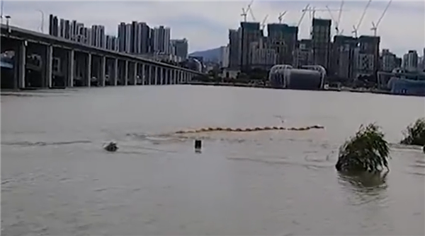 现场视频曝光 男子称拍到5米长不明生物:快到岸边时直接消失(图3) 现场视频曝光 男子称拍到5米长不明生物:快到岸边时直接消失(图3)