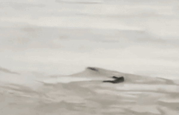 现场视频曝光 男子称拍到5米长不明生物:快到岸边时直接消失(图4) 现场视频曝光 男子称拍到5米长不明生物:快到岸边时直接消失(图4)